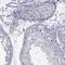 Protein maelstrom homolog antibody, HPA078602, Atlas Antibodies, Immunohistochemistry paraffin image 