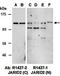 JMJ antibody, orb67275, Biorbyt, Western Blot image 