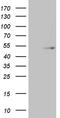 TRNA Aspartic Acid Methyltransferase 1 antibody, TA811494S, Origene, Western Blot image 