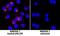 C-C Motif Chemokine Ligand 4 antibody, AF-451-NA, R&D Systems, Immunocytochemistry image 