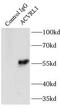 Activin A Receptor Like Type 1 antibody, FNab00131, FineTest, Immunoprecipitation image 