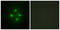 Mediator Complex Subunit 24 antibody, LS-C118711, Lifespan Biosciences, Immunofluorescence image 