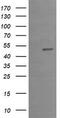Early Growth Response 2 antibody, M00921, Boster Biological Technology, Western Blot image 