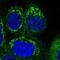 Succinate-CoA Ligase Alpha Subunit antibody, NBP1-89489, Novus Biologicals, Immunocytochemistry image 