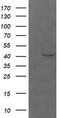 Parvin Alpha antibody, TA506000BM, Origene, Western Blot image 