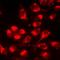 Prg antibody, orb412517, Biorbyt, Immunocytochemistry image 