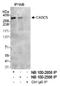 Protein CASC5 antibody, NB100-2585, Novus Biologicals, Western Blot image 