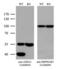 AHSA1 antibody, LS-C794625, Lifespan Biosciences, Western Blot image 
