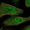Thioredoxin Like 4B antibody, NBP2-57584, Novus Biologicals, Immunofluorescence image 