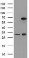 MAGUK p55 subfamily member 3 antibody, LS-C115518, Lifespan Biosciences, Western Blot image 