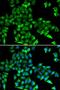 Cystatin C antibody, LS-C331541, Lifespan Biosciences, Immunofluorescence image 