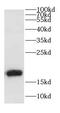Calmodulin antibody, FNab01202, FineTest, Western Blot image 