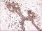 Keratin 18 antibody, TA500016, Origene, Immunohistochemistry frozen image 