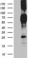 CD244 antibody, TA812270, Origene, Western Blot image 