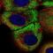 Zinc Finger Protein 23 antibody, NBP1-82867, Novus Biologicals, Immunofluorescence image 