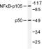 Nuclear Factor Kappa B Subunit 1 antibody, AP06243PU-N, Origene, Western Blot image 