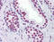 RUNX Family Transcription Factor 2 antibody, 51-433, ProSci, Immunohistochemistry paraffin image 