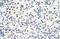 Heterogeneous nuclear ribonucleoprotein A3 antibody, 29-527, ProSci, Enzyme Linked Immunosorbent Assay image 