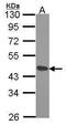 Death Associated Protein 3 antibody, GTX113864, GeneTex, Western Blot image 