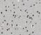 SEC13 Homolog, Nuclear Pore And COPII Coat Complex Component antibody, FNab07677, FineTest, Immunohistochemistry frozen image 