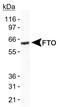 Alpha-ketoglutarate-dependent dioxygenase FTO antibody, NB110-60935, Novus Biologicals, Western Blot image 