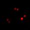 Actin-like protein 6B antibody, orb377894, Biorbyt, Immunofluorescence image 