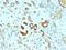 STAT3 antibody, AE00232, Aeonian Biotech, Immunohistochemistry frozen image 