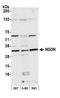 Neuroguidin antibody, A305-866A-M, Bethyl Labs, Western Blot image 