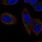 Calcium-binding mitochondrial carrier protein SCaMC-3 antibody, HPA009675, Atlas Antibodies, Immunofluorescence image 