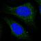 CXXC Motif Containing Zinc Binding Protein antibody, PA5-60531, Invitrogen Antibodies, Immunofluorescence image 