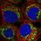 Adrenodoxin, mitochondrial antibody, HPA041630, Atlas Antibodies, Immunofluorescence image 