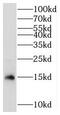 Mitochondrial Ribosomal Protein S17 antibody, FNab05348, FineTest, Western Blot image 
