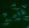 Tripartite Motif Containing 25 antibody, A03232-1, Boster Biological Technology, Immunofluorescence image 