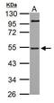 NGFI-A-binding protein 1 antibody, PA5-34797, Invitrogen Antibodies, Western Blot image 
