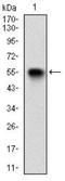 Villin 1 antibody, NBP2-52584, Novus Biologicals, Western Blot image 