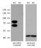 Lamin A/C antibody, TA803489BM, Origene, Western Blot image 