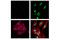 Histone H3 antibody, 15485S, Cell Signaling Technology, Immunocytochemistry image 