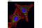 Aconitase antibody, 6922S, Cell Signaling Technology, Immunocytochemistry image 