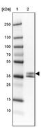 Napsin A Aspartic Peptidase antibody, PA5-61581, Invitrogen Antibodies, Western Blot image 
