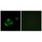 Mitochondrial Ribosomal Protein L11 antibody, A11059, Boster Biological Technology, Immunohistochemistry frozen image 