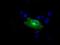 RalA Binding Protein 1 antibody, NBP2-02293, Novus Biologicals, Immunocytochemistry image 