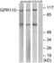 Probable G-protein coupled receptor 110 antibody, A30791, Boster Biological Technology, Western Blot image 