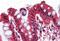 Ghrelin preproprotein antibody, NB600-813, Novus Biologicals, Immunohistochemistry paraffin image 