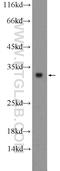Histone H1t antibody, 18188-1-AP, Proteintech Group, Western Blot image 