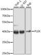 Pleckstrin antibody, 14-928, ProSci, Western Blot image 
