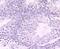 Lysine Acetyltransferase 7 antibody, A03896-1, Boster Biological Technology, Immunohistochemistry frozen image 