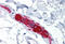 Microtubule Associated Protein Tau antibody, MBS244984, MyBioSource, Immunohistochemistry frozen image 