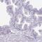 Sperm-associated antigen 1 antibody, NBP2-38707, Novus Biologicals, Immunohistochemistry paraffin image 