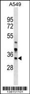 Armadillo Repeat Containing 1 antibody, 59-550, ProSci, Western Blot image 