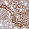 Mitochondrial Ribosomal Protein L49 antibody, HPA046778, Atlas Antibodies, Immunohistochemistry frozen image 